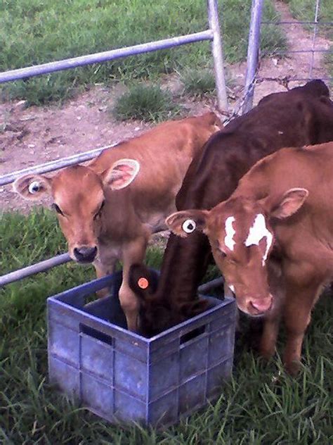 Livestock / Poultry <strong>for sale</strong>, R 150 in Free State, South Africa. . Bottle calves for sale near me